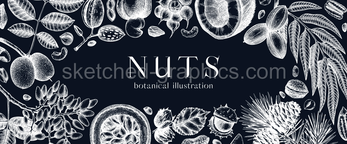 Vector nuts banner on chalkboard. Vintage nuts background in sketched style. Healthy food ingredients template with botanical illustrations. Realistic branches, plants, fruits, nutshells sketches. Illustration